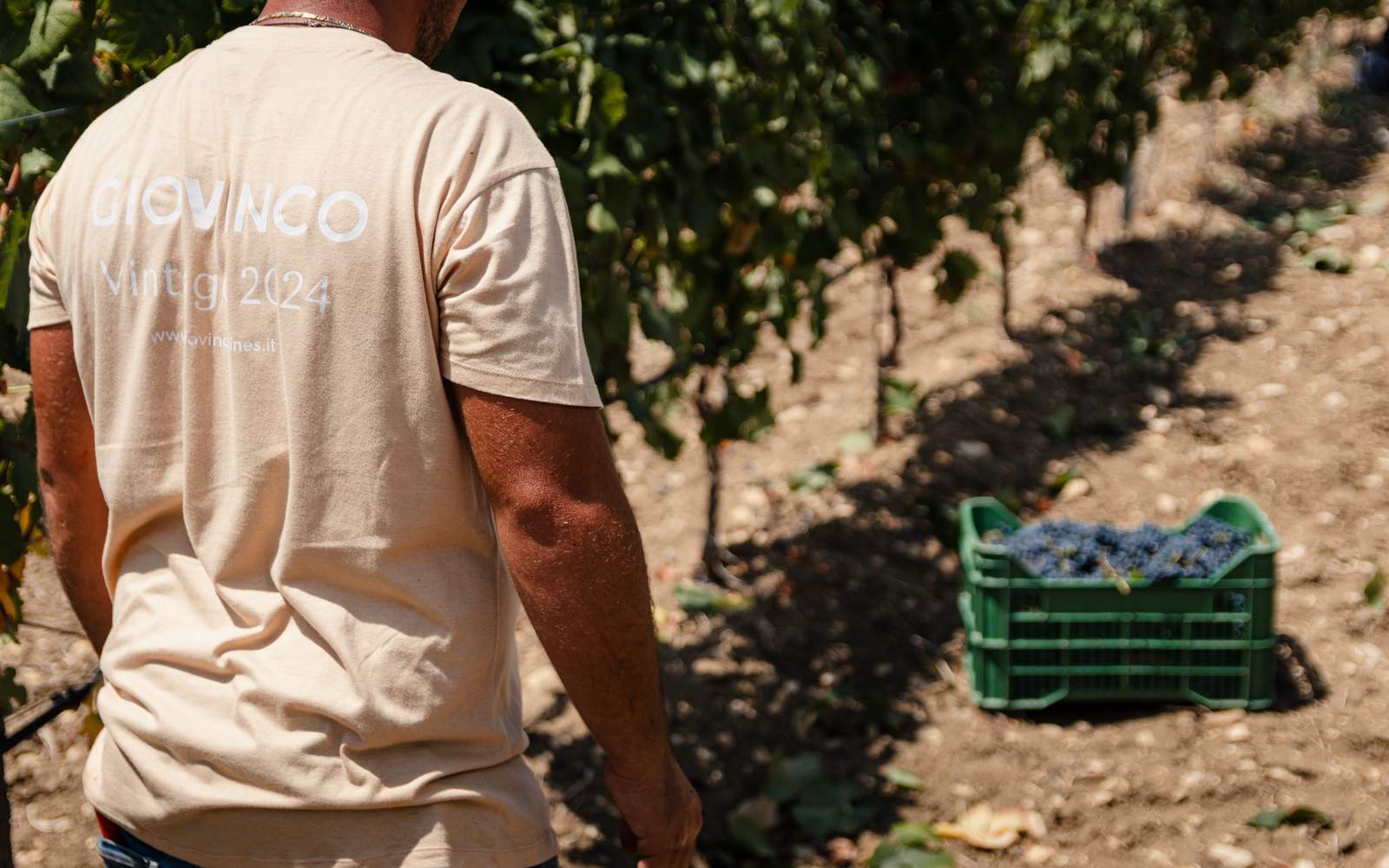 cantina-cellar-winery-h2