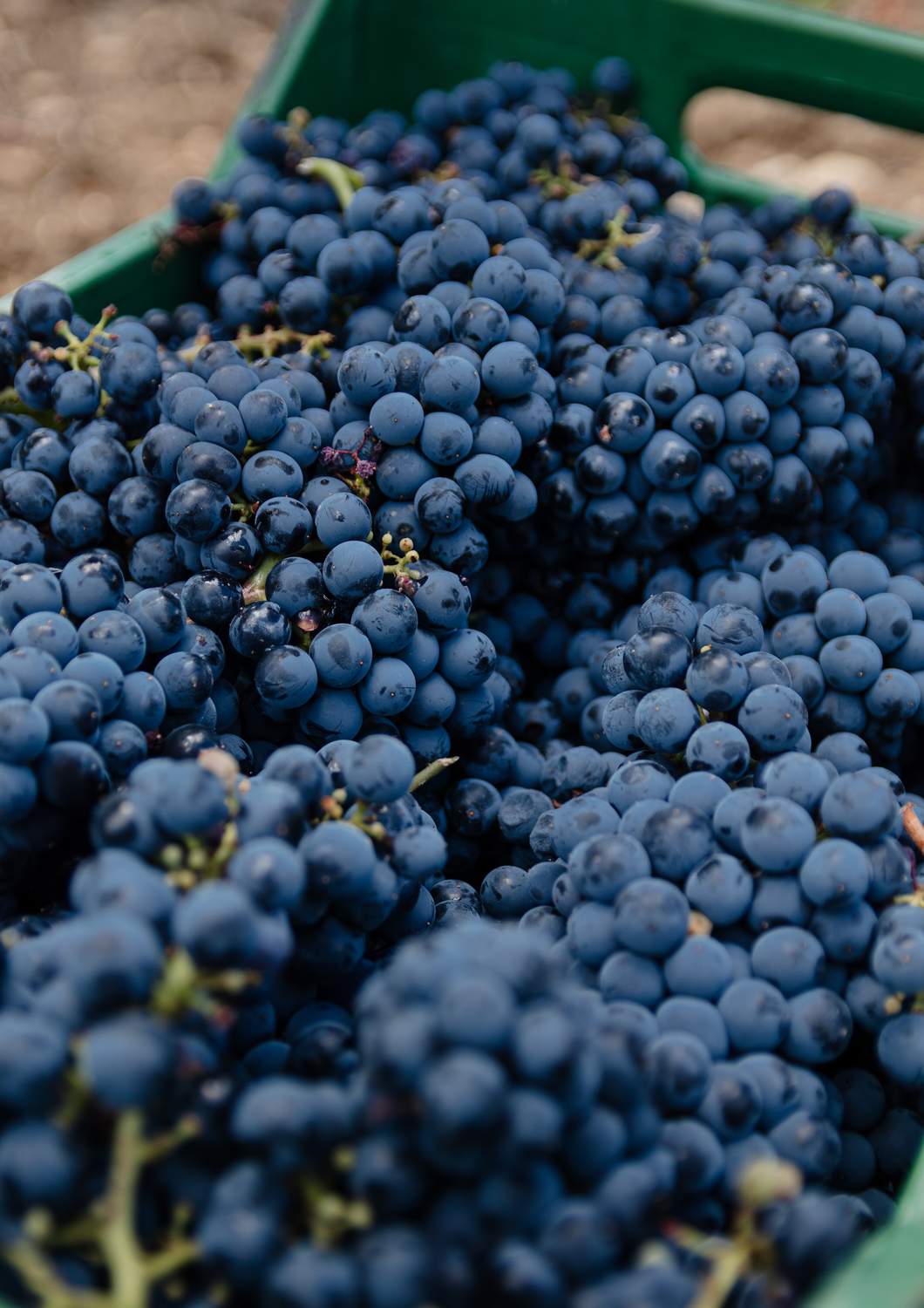 cantina-cellar-winery-v11