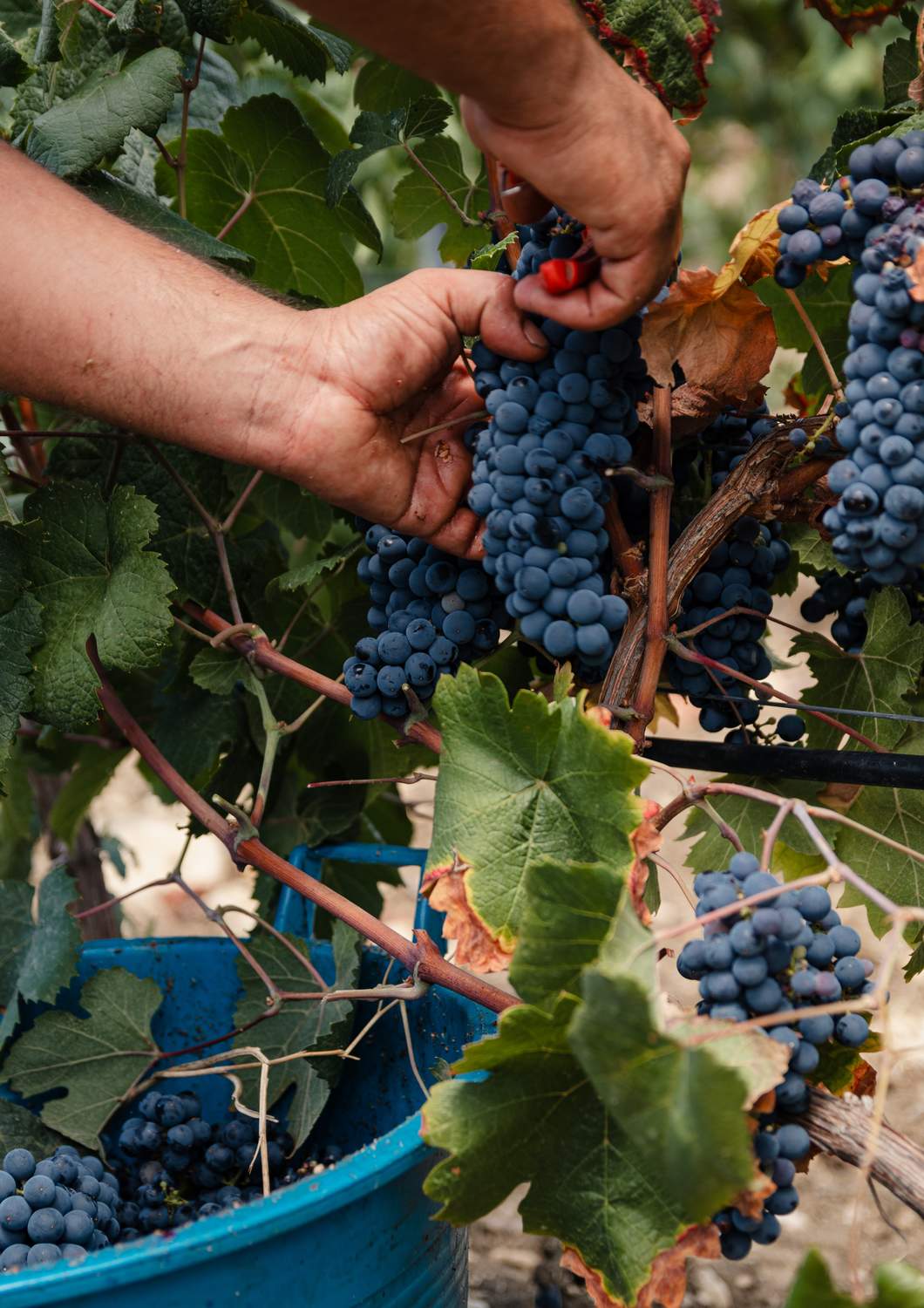 cantina-cellar-winery-v12