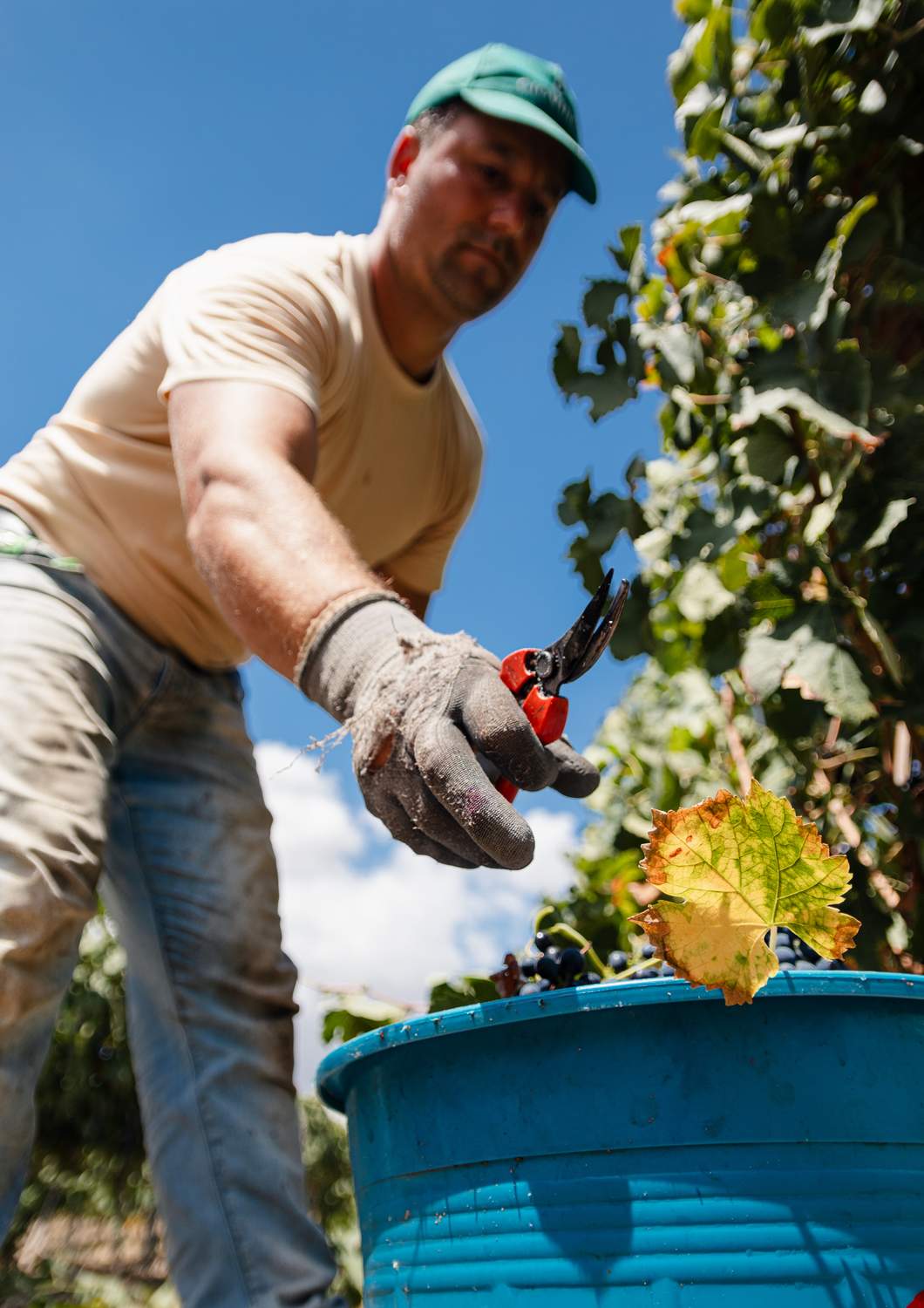 cantina-cellar-winery-v13