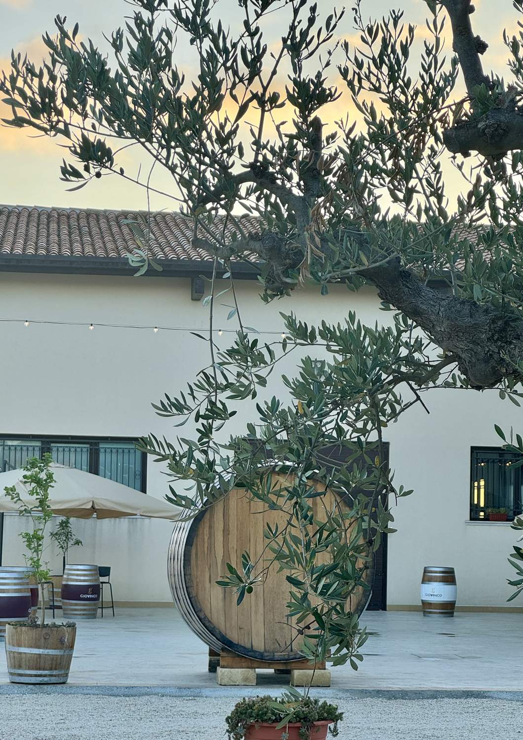 cantina-cellar-winery-v18