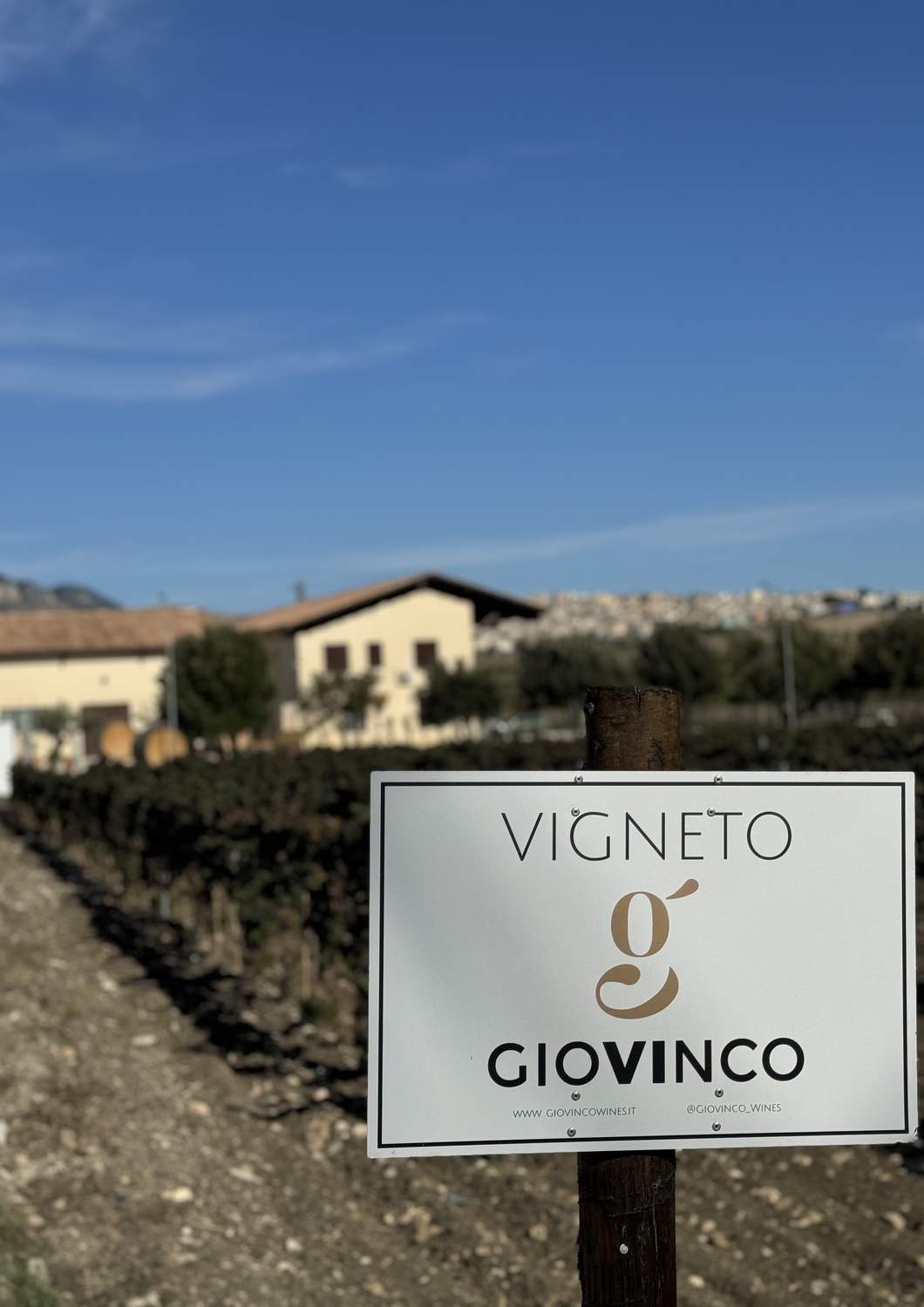 cantina-cellar-winery-v19