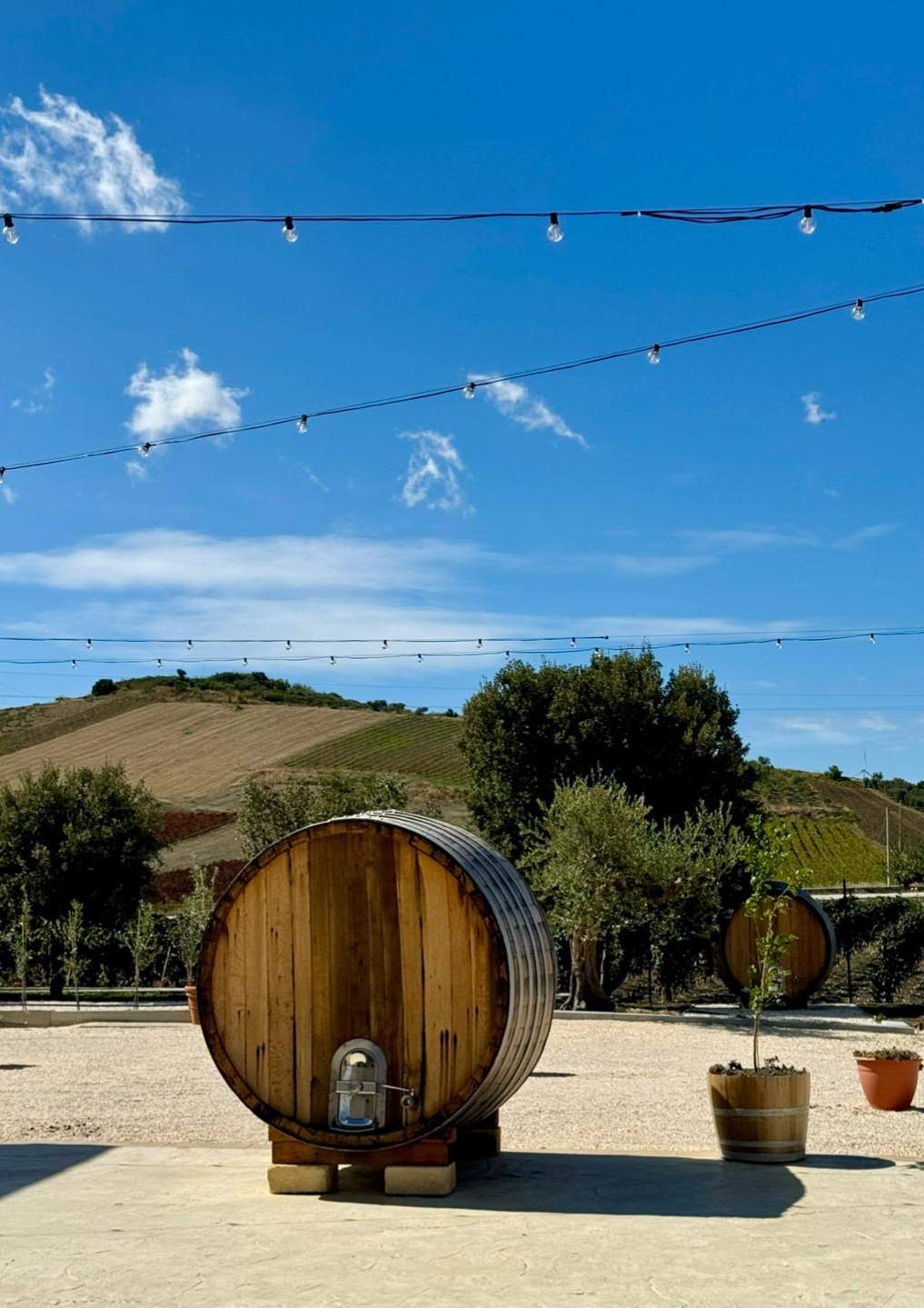 cantina-cellar-winery-v23